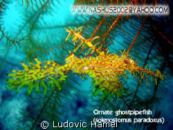 ghost pipe fish (paradoxus) by Ludovic Hamel 